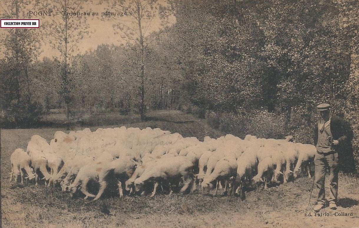 pogny troupeau au paturage