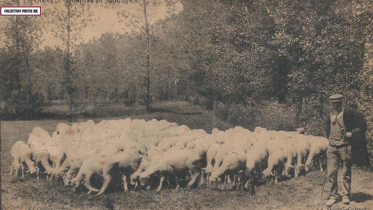 Pogny troupeau au paturage